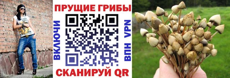 Псилоцибиновые грибы Cubensis  Купить где  Жуков 